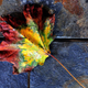 Illustration for article titled Shooting Challenge Fall Leaves Gallery 3